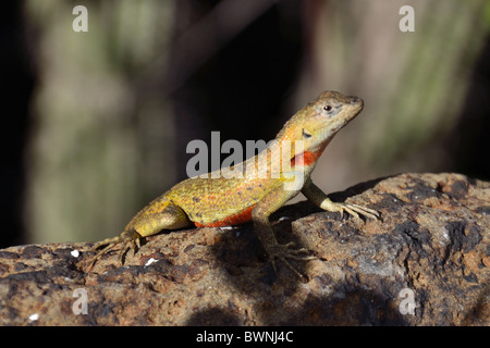San Cristobal Lava Lizard Stock Photo