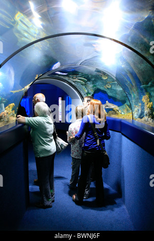 The underwater walk-through tunnel through the reef, from inside a glass cavern at the Bluereef Aquarium Bristol Stock Photo