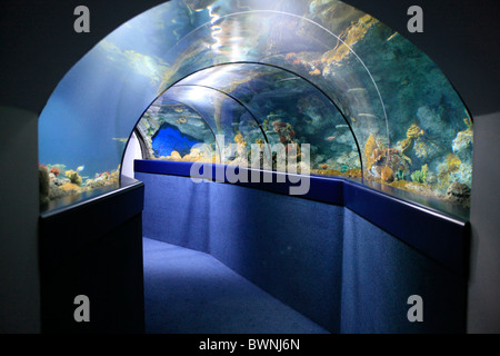 The underwater walk-through tunnel through the reef, from inside a glass cavern at the Bluereef Aquarium Bristol Stock Photo