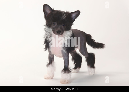 Chinese Crested Dog, hairless, puppy, 9 weeks Stock Photo