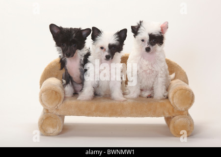 Chinese Crested Dogs, hairless and powderpuff, puppies, 9 weeks / powder puff, sofa, couch Stock Photo