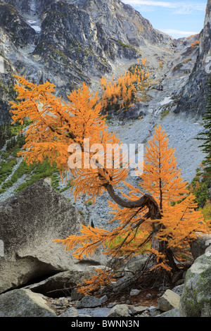 Larch trees at Crystal Lake in the Enchantment Lakes wilderness Stock ...
