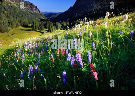 The Berkeley Park area of Mount Rainier National Park in Washington state Stock Photo