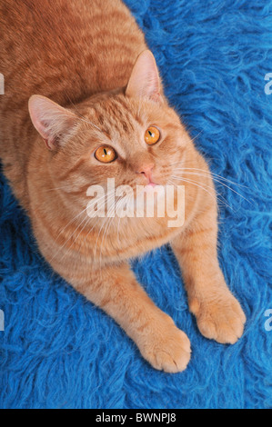 Cat on Woolen Carpet Looking above Stock Photo