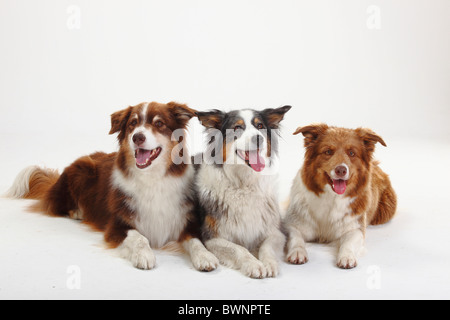 Australian Shepherds and Border Collie Stock Photo