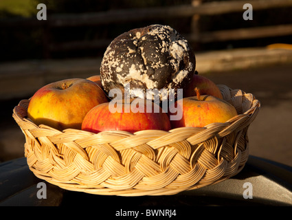 One rotten apple in basket of good apples UK Stock Photo