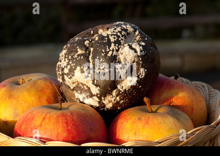 One rotten apple in basket of good apples UK Stock Photo