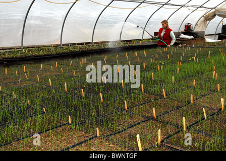 Woman watering young plants in greenhouse on vegetable farm Stock Photo