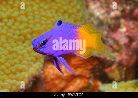 Royal gramma, (Gramma loreto), Bonaire Stock Photo