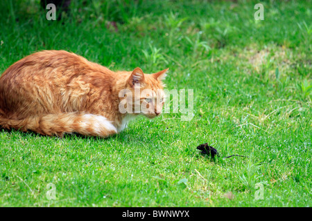 Ginger cat stalking tiny mouse in garden. Stock Photo