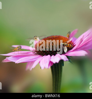 Hoverflies pisyrphus balteatus  collecting pollen on a summer flowering Cone flower - Echinacea purpurea Stock Photo