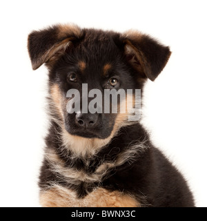 German Shepherd Dog puppy at nine weeks old Stock Photo