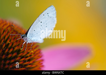 A single common blue butterfly - Polyommatus icarus on a purple cone flower - echinacea purpurea