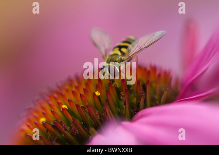Close-up image of a Hoverfly - pisyrphus balteatus  collecting pollen on a summer cone flower - Echinacea purpurea.