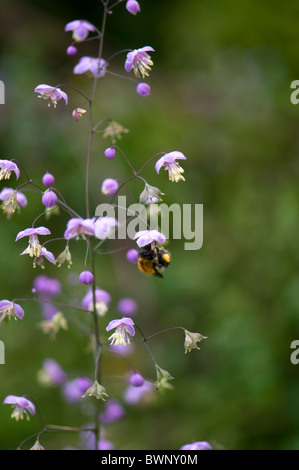 Tiny lilac flowers of Thalictrum delavayi  - Meadow Rue with honey bee Stock Photo