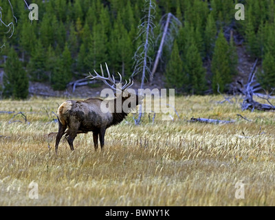 Bull elk bellowing, Yellowstone Stock Photo
