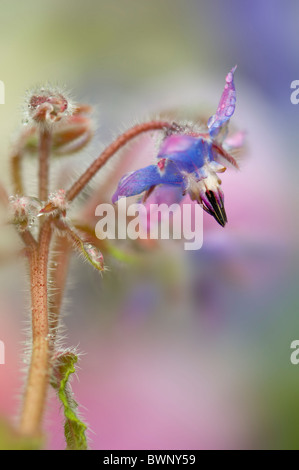 Close-up of the blue Borage flower - Starflower - Borago officinalis Stock Photo