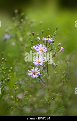 Aster cordifolius 'Elegans' - tiny lilac flowers - Michaelmas daises
