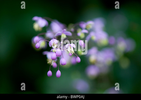 Tiny lilac flowers of Thalictrum delavayi  - Meadow Rue Stock Photo