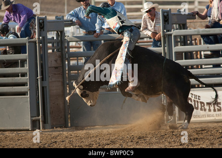 SAN DIMAS, CA - OCTOBER 2: Cowboy Josh Daries competes in the Bull Riding event at the San Dimas Rodeo on October 2, 2010. Stock Photo
