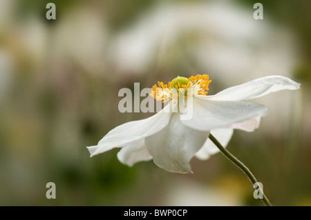 Japanese Anemone white  flower - Anemone 'Honorine Jobert' Stock Photo