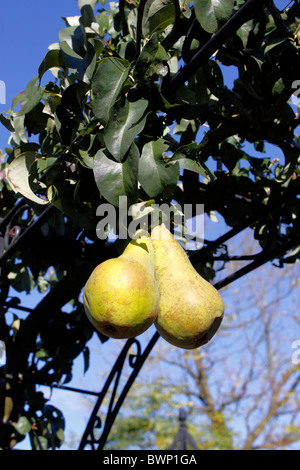 PEAR CONCORDE. ONE OF THE EAST MALLING VARIETY OF PEARS. UK. Stock Photo