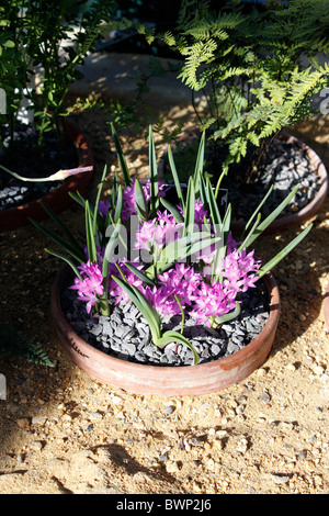 POLYXENA PAUCIFLORA. A DWARF ALPINE PLANT FROM THE HYACINTH FAMILY. Stock Photo