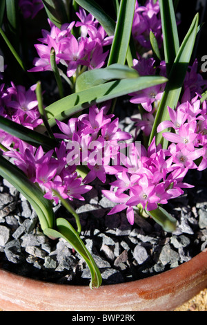 POLYXENA PAUCIFLORA. A DWARF ALPINE PLANT FROM THE HYACINTH FAMILY. Stock Photo