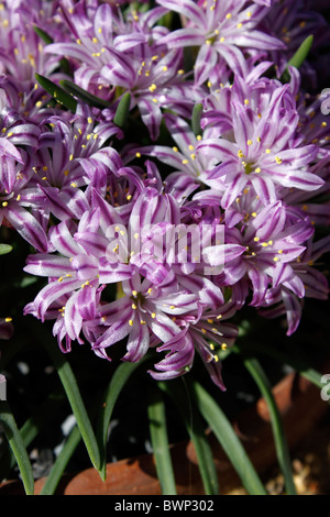 POLYXENA CORYMBOSA . DWARF ALPINE PLANT OF THE HYACINTH FAMILY. Stock Photo