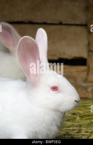 White bunny pink eyes Cut Out Stock Images & Pictures - Alamy