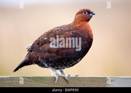 Red Grouse; Lagopus lagopus ssp scoticus; on fence; Yorkshire Stock Photo