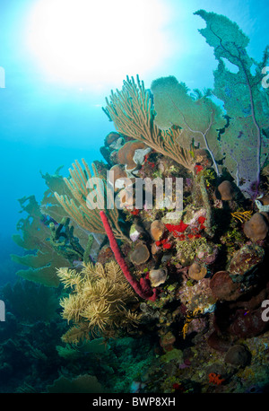Off the coast of Roatan Honduras underwater coral reefs are bathed in sun Stock Photo