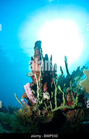 Off the coast of Roatan Honduras underwater coral reefs are bathed in sun Stock Photo