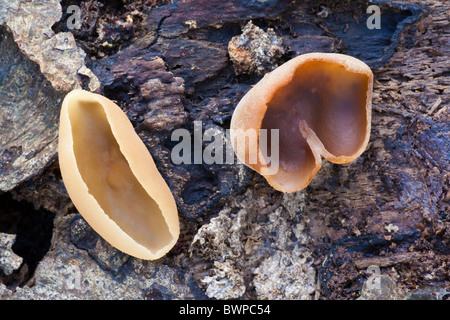 The cup fungi Peziza repanda Stock Photo