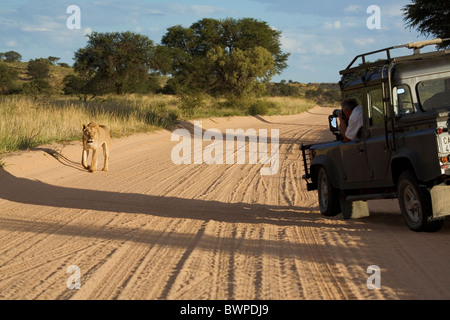 Lioness walking on sand road in the Kalahari desert, Kgalagadi Transfrontier Park, Gemsbok Park, South Africa, Botswana Stock Photo