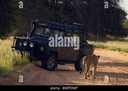 Lioness walking on sand road in the Kalahari desert, Kgalagadi Transfrontier Park, Gemsbok Park, South Africa, Botswana Stock Photo