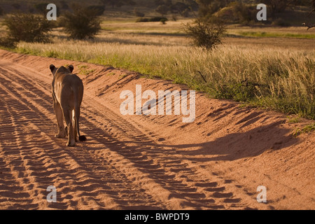 Lioness walking on sand road in the Kalahari desert, Kgalagadi Transfrontier Park, Gemsbok Park, South Africa, Botswana Stock Photo