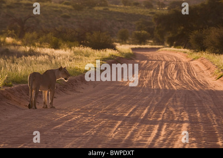 Lioness walking on sand road in the Kalahari desert, Kgalagadi Transfrontier Park, Gemsbok Park, South Africa, Botswana Stock Photo