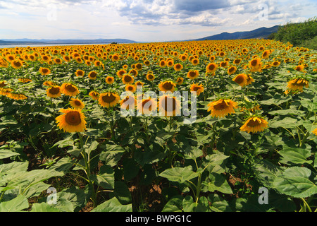 Sunflowers against a cloudy sky in Thesaloniki, Greece Stock Photo