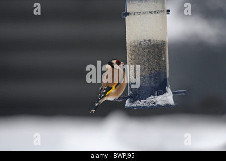 Goldfinch on bird feeder in snow Stock Photo