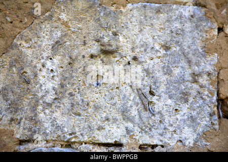 Limestone stone brick in a Wall showing fossils in a house maison in the village of Champagne et Fontaines North Dordogne France Stock Photo
