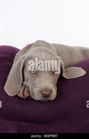 lying Weimaraner Puppy Stock Photo