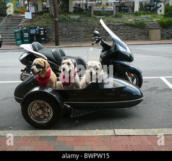 dog in sidecar with goggles