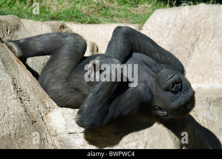 Western Lowland Gorilla Gorilla gorilla gorilla relaxed funny humor sunbathing lying Stock Photo