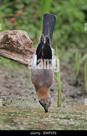 Eurasian Jay Garrulus glandarius drinking bird Stock Photo