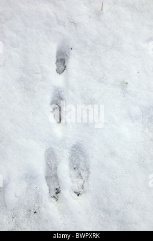 Close Up of Rabbit Footprints in Snow United Kingdom Stock Photo