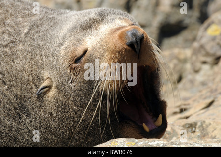 New Zealand fur seal arctocephalus forsteri Stock Photo