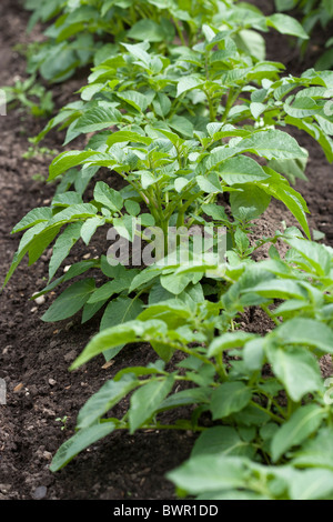 Potatoes in a vegetable patch Stock Photo