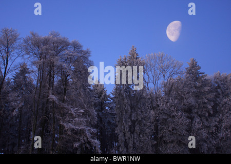 forest winter moonshine moon Switzerland Europe nature trees tree snow blue sky dusk dawn morning evenin Stock Photo