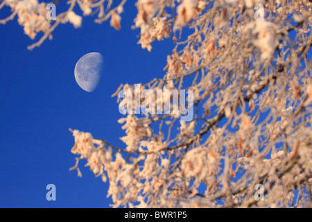 forest winter moonshine moon Switzerland Europe nature trees tree snow blue sky branches hoarfrost cold Stock Photo
